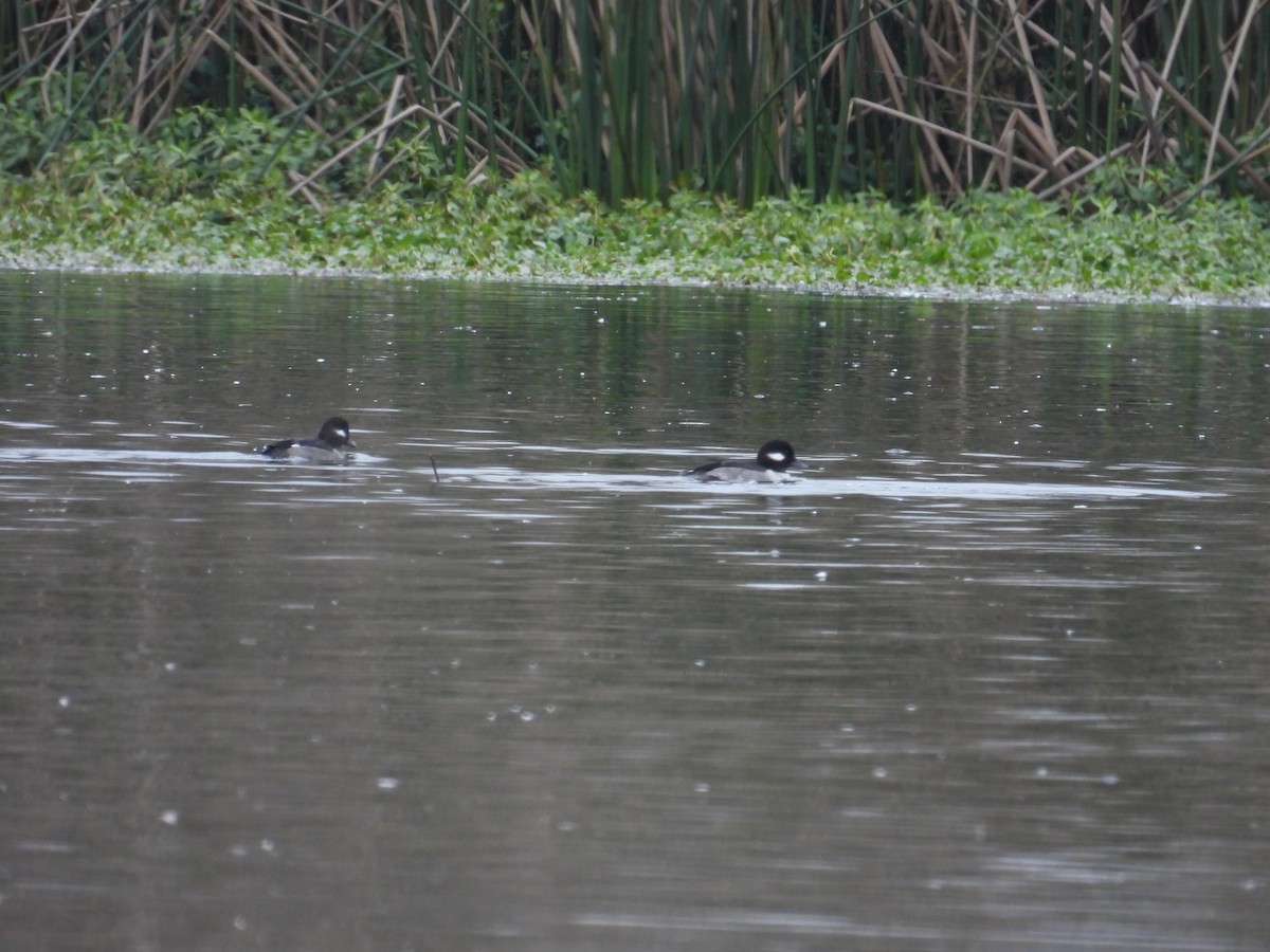 bøffeland - ML646883655