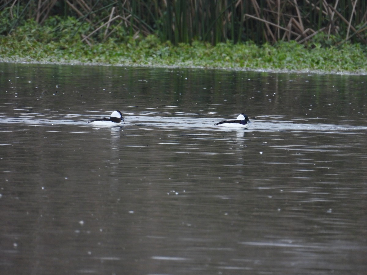 bøffeland - ML646883656