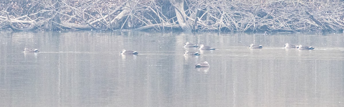 Ahate mokopikart txinatarra - ML646883657