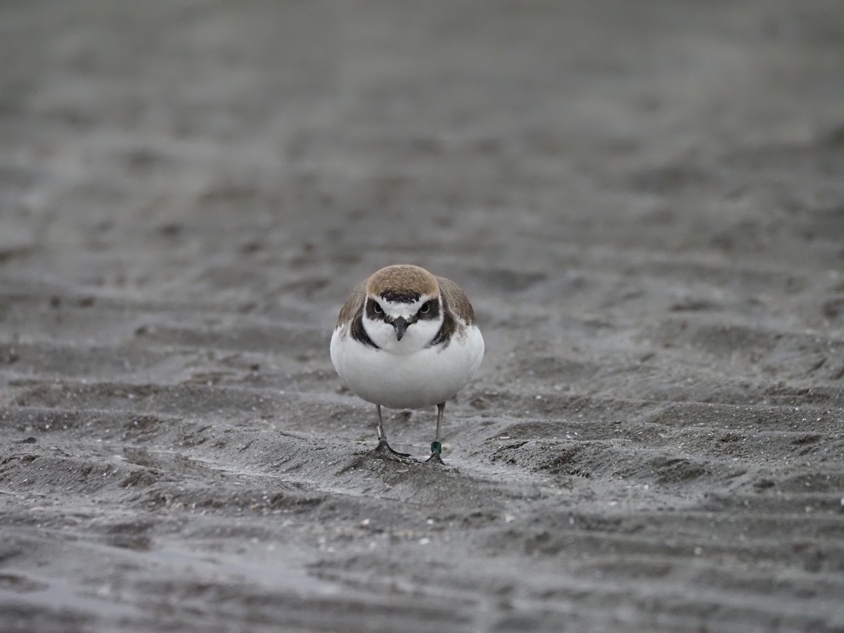 Kentish Plover - ML646883658
