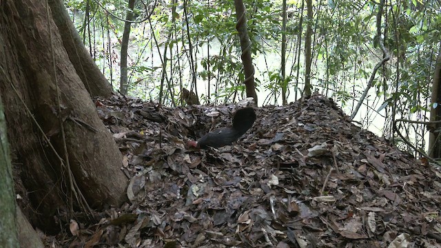 Australian Brushturkey - ML646883662