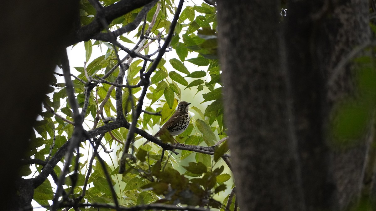 Chinese Thrush - ML646883663