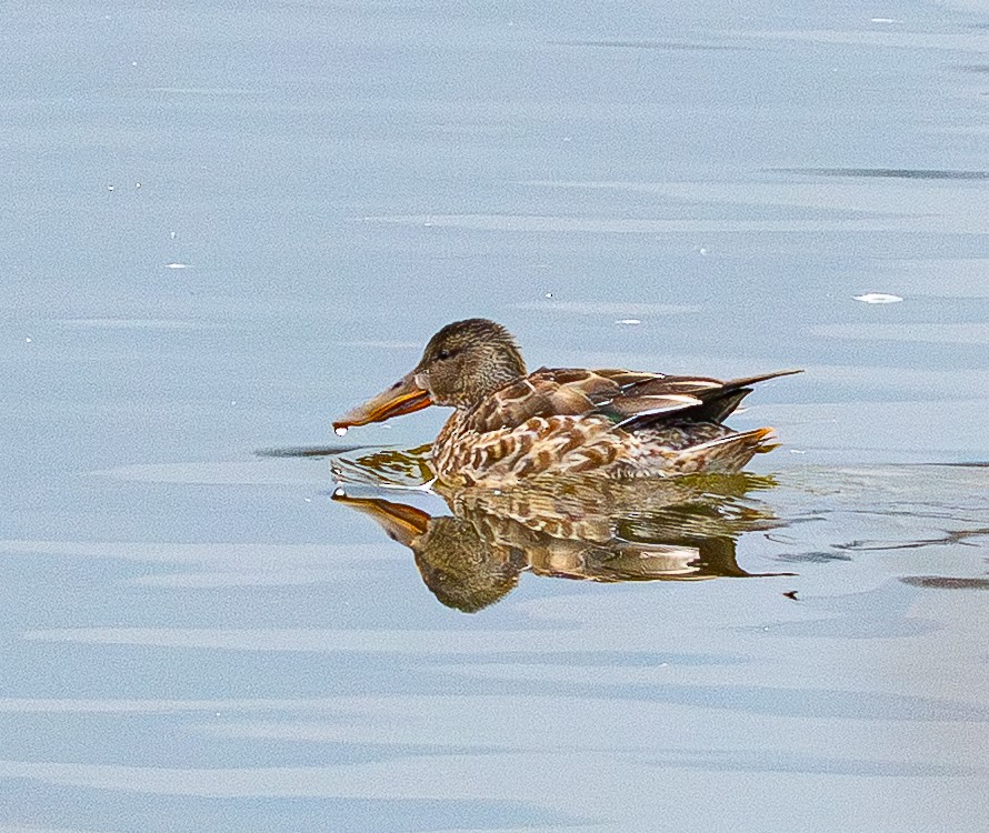 Ahate mokozabal zuria - ML646883667