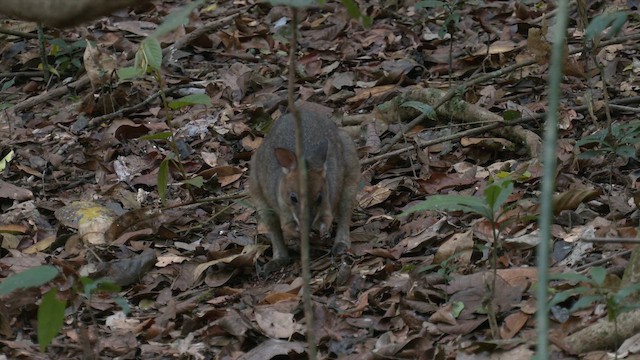 Red-legged Pademelon - ML646883668