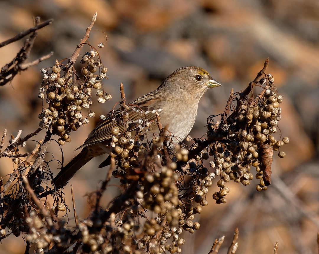 Chingolo Coronidorado - ML646883670