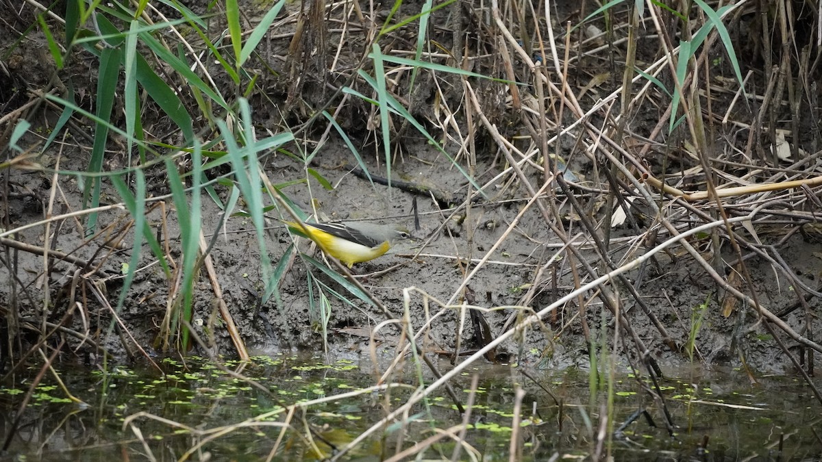 Gray Wagtail - ML646883672