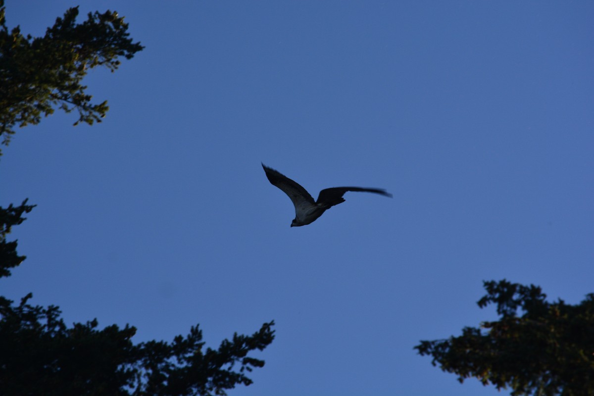 Osprey - ML646883673