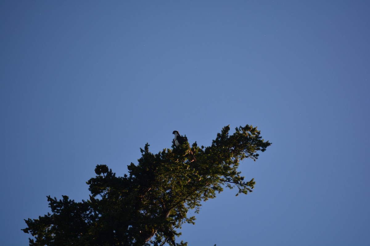 Osprey - ML646883674