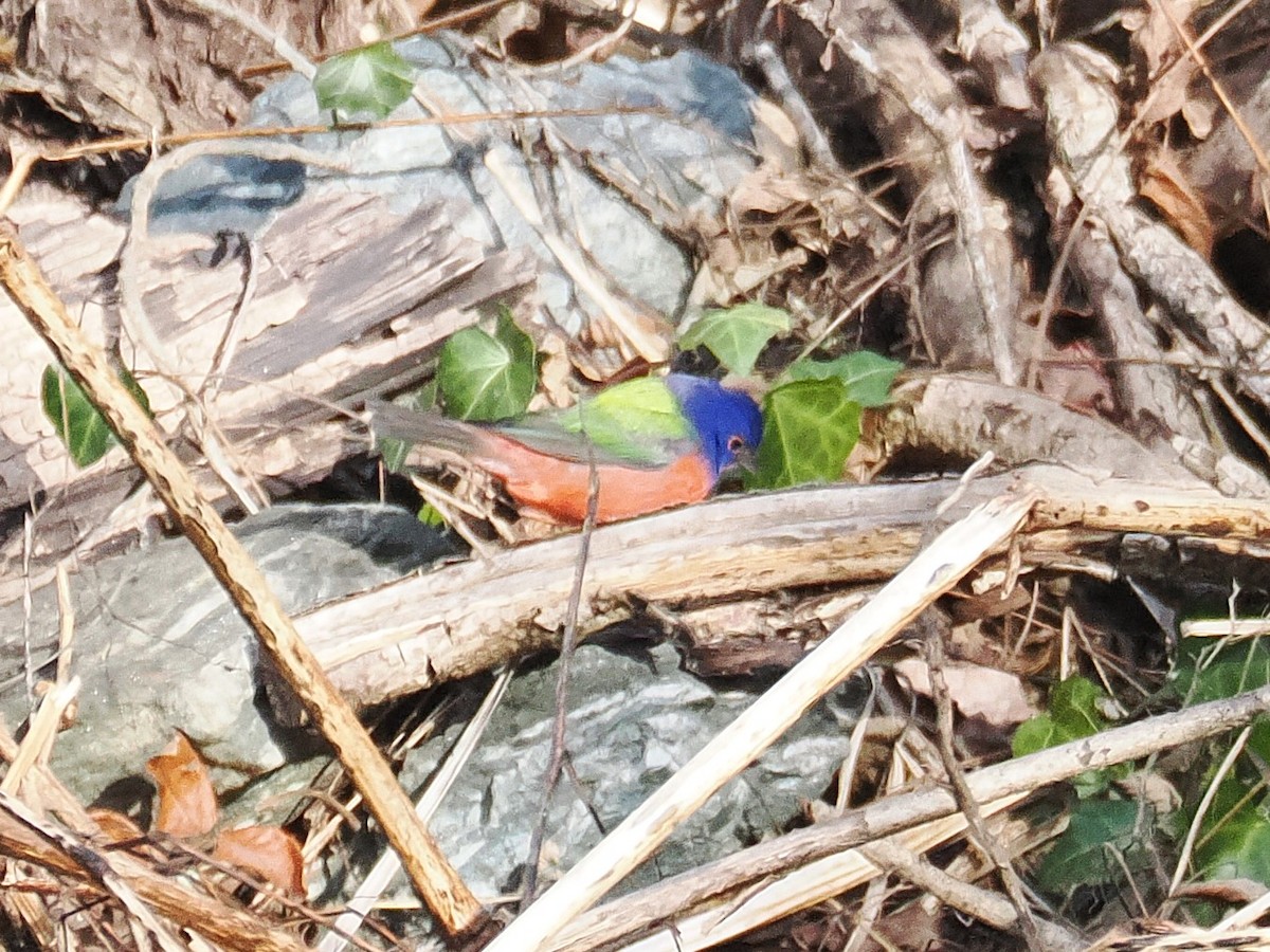 Boyalı Çinte - ML646883675