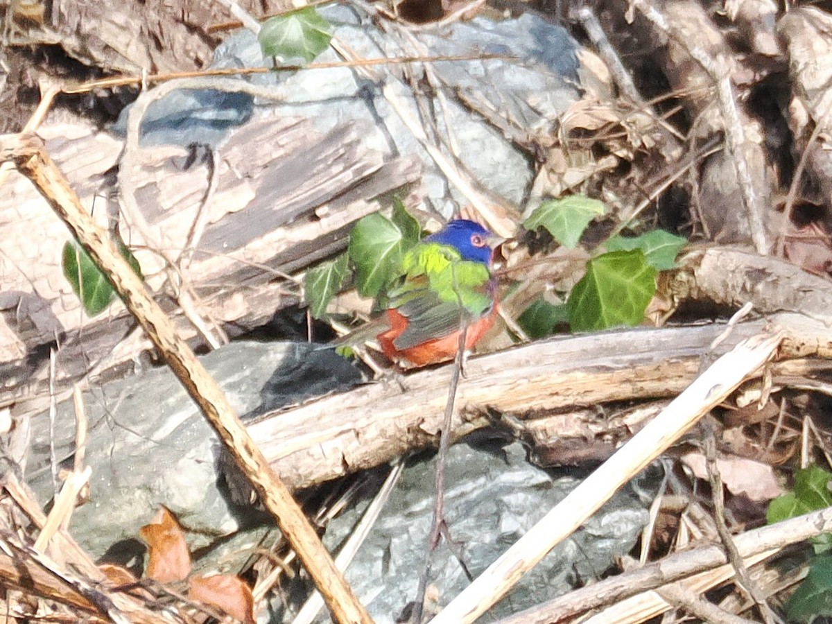 Boyalı Çinte - ML646883676