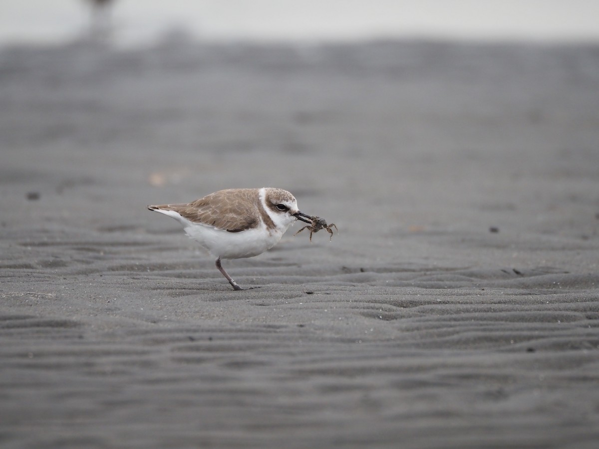 Kentish Plover - ML646883678