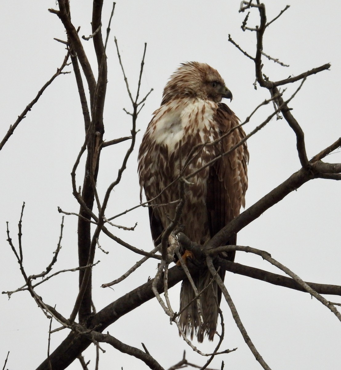 rødstjertvåk - ML646883681