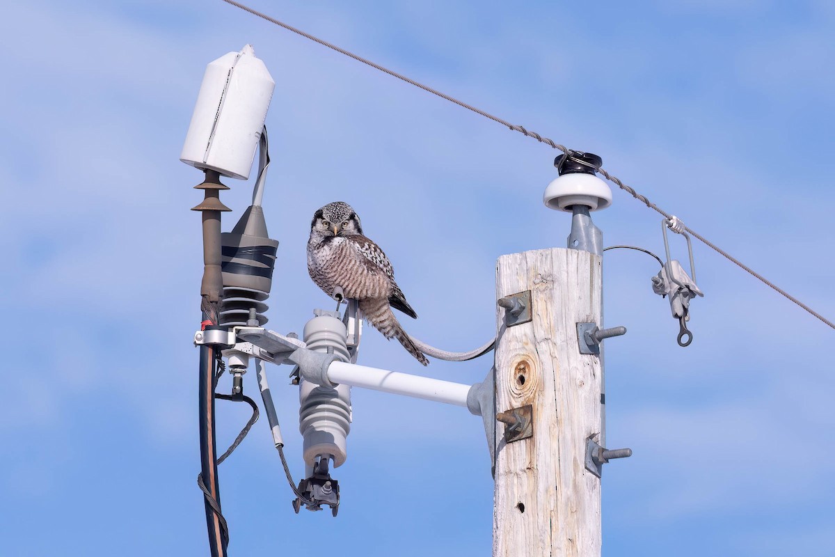 Northern Hawk Owl - ML646883683