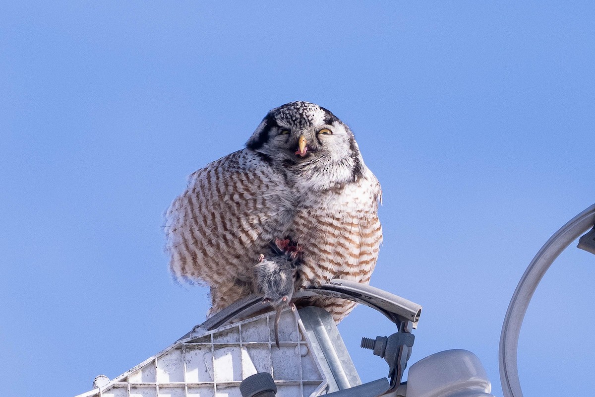 Northern Hawk Owl - ML646883684