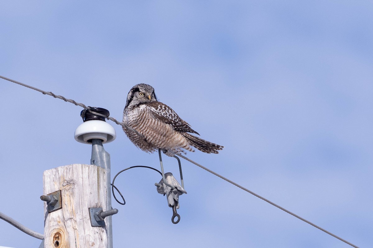 Northern Hawk Owl - ML646883685