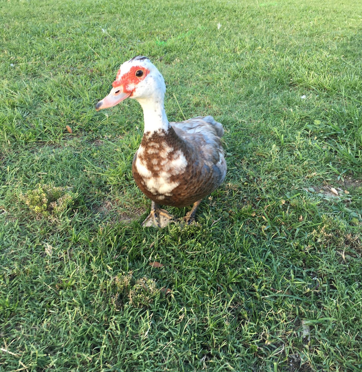 Muscovy Duck (Domestic type) - ML646883693