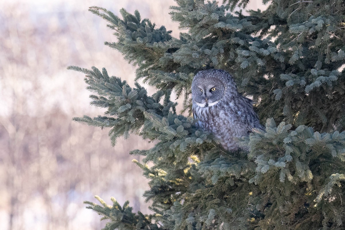 Great Gray Owl - ML646883695
