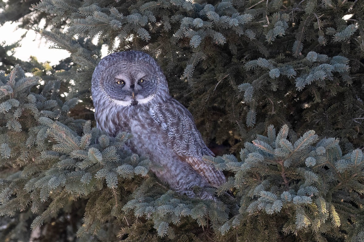 Great Gray Owl - ML646883696