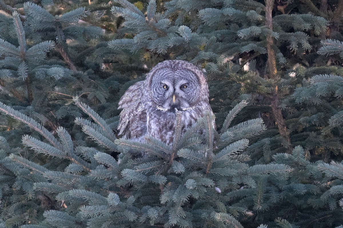 Great Gray Owl - ML646883697