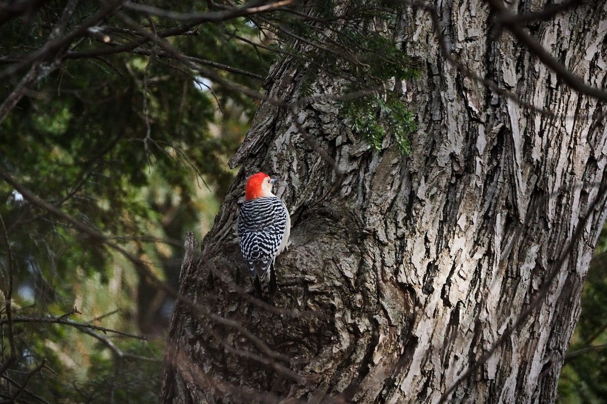 Red-bellied Woodpecker - ML646883699