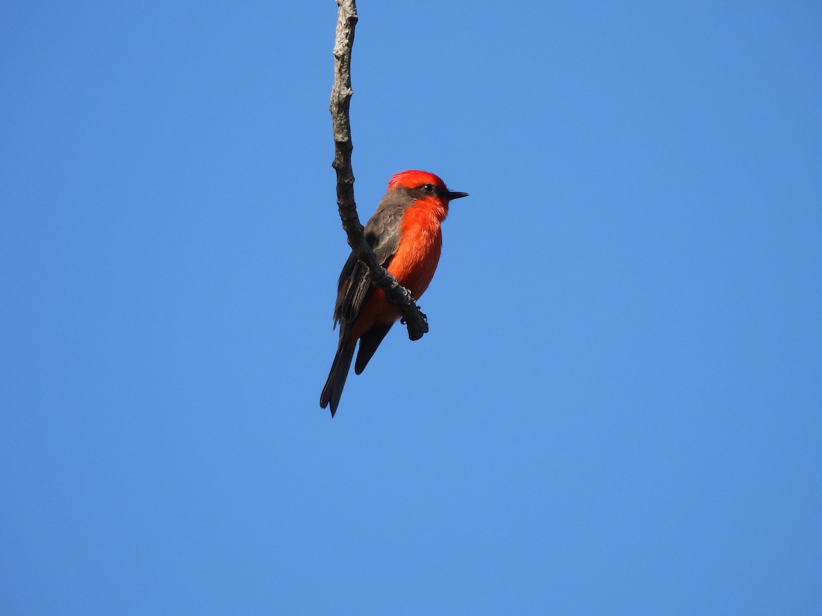 Vermilion Flycatcher - ML646883700