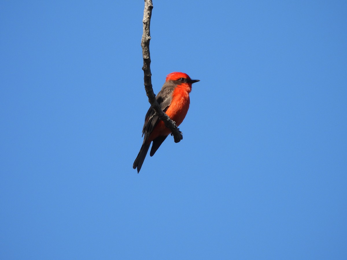 Vermilion Flycatcher - ML646883701