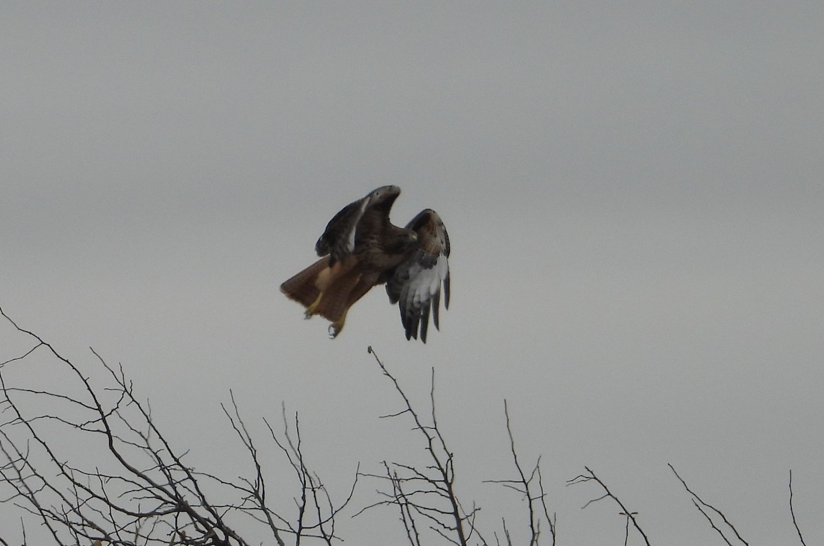 káně rudochvostá - ML646883702