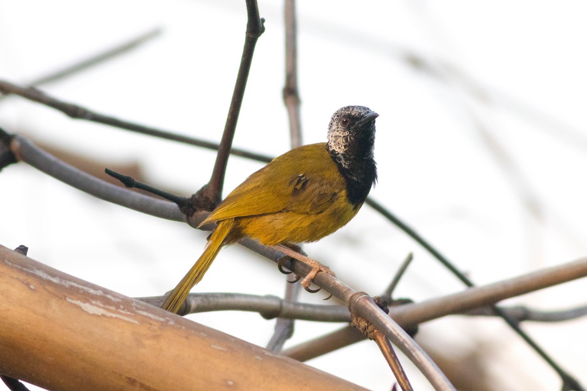 Oriole Warbler - ML646883705