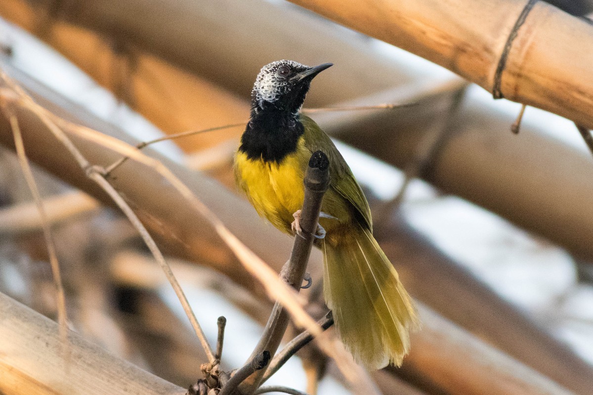 Oriole Warbler - ML646883706