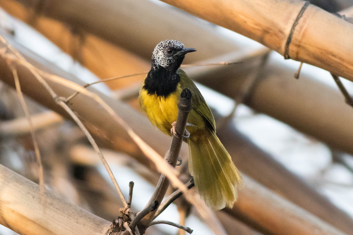 Oriole Warbler - ML646883707