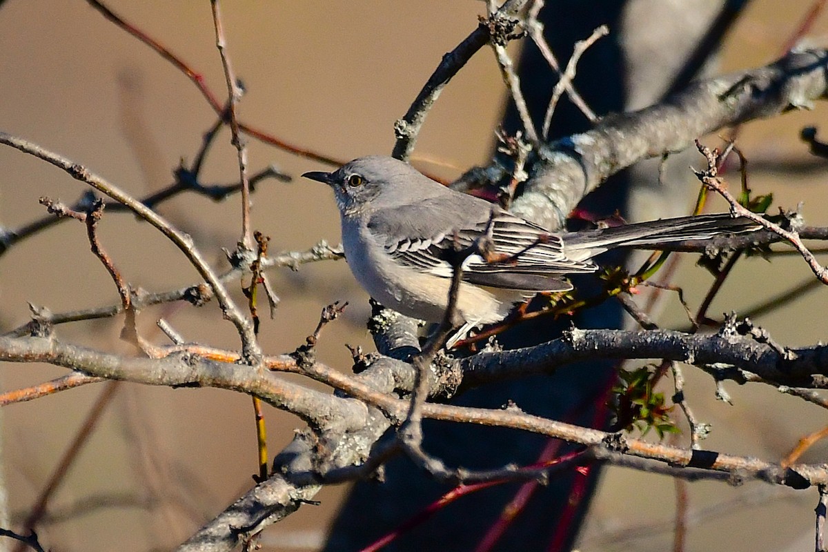 drozdec mnohohlasý - ML646883708