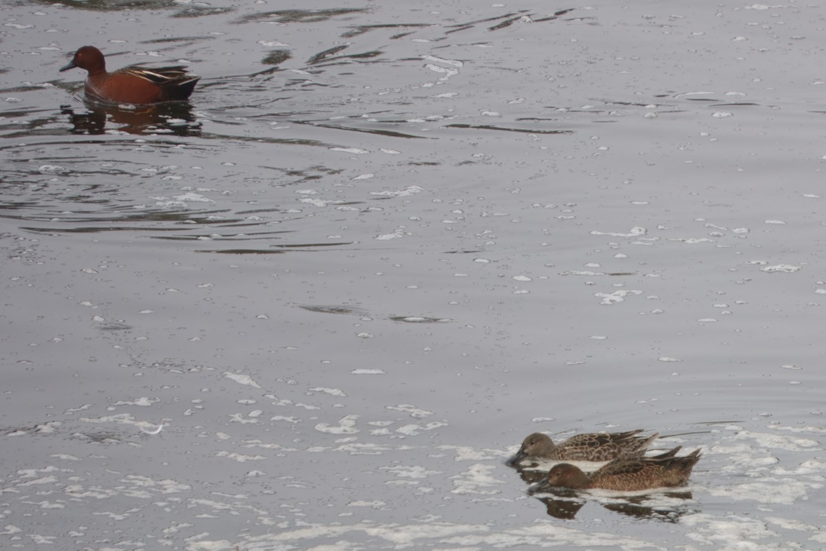 Cinnamon Teal - ML646883709