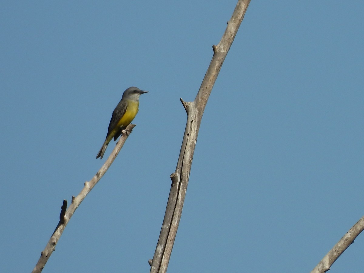 Cassin's Kingbird - ML646883710