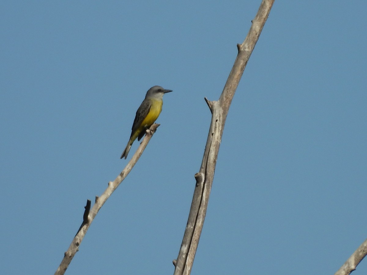 Cassin's Kingbird - ML646883711