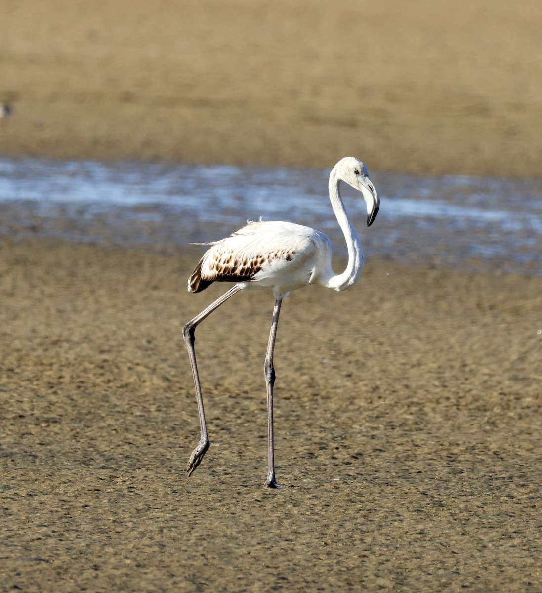 Greater Flamingo - ML646883714