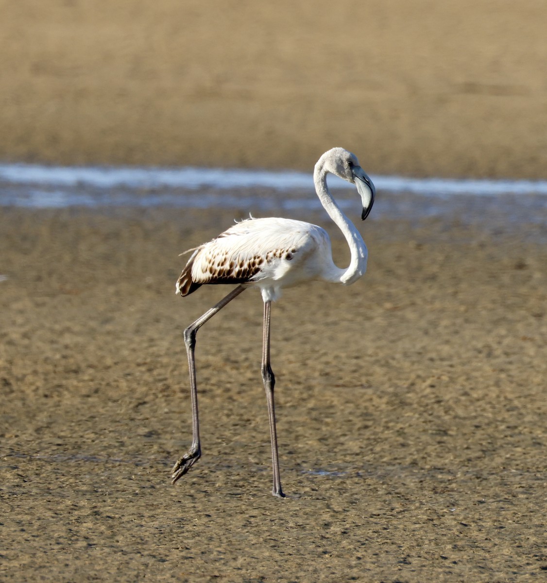 Greater Flamingo - ML646883716