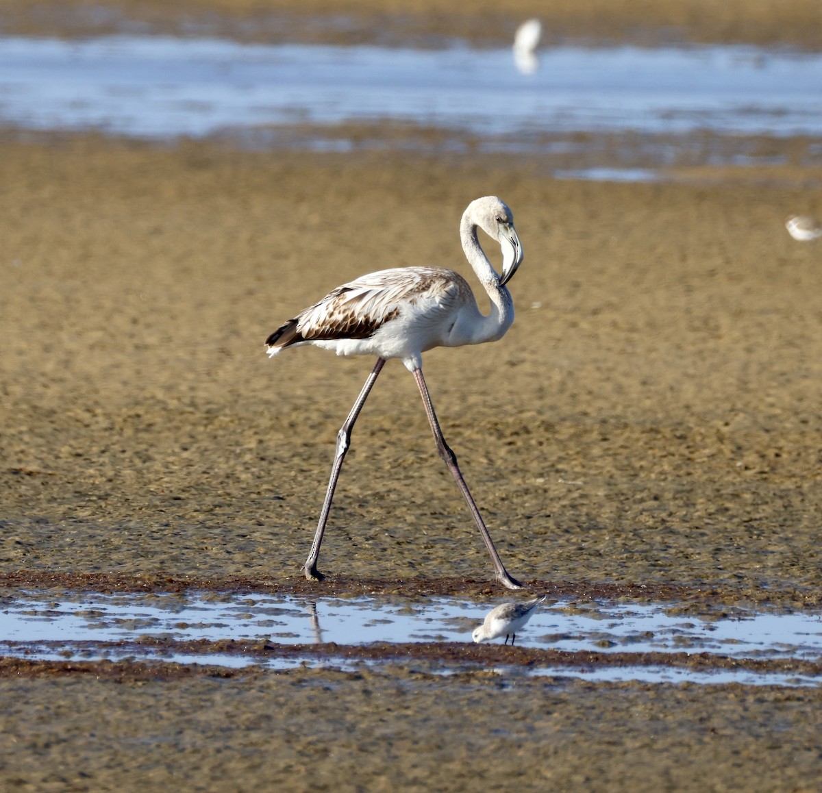 Greater Flamingo - ML646883717