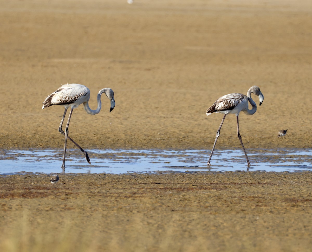 Greater Flamingo - ML646883718