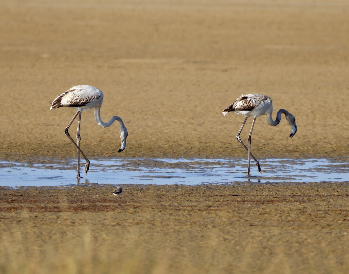 Greater Flamingo - ML646883719