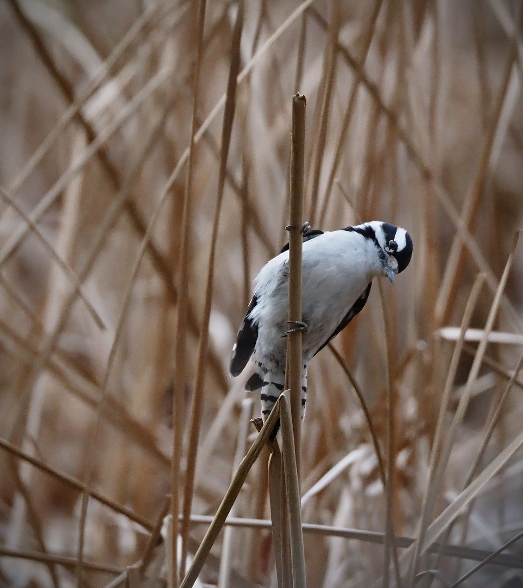 Downy/Hairy Woodpecker - ML646883721