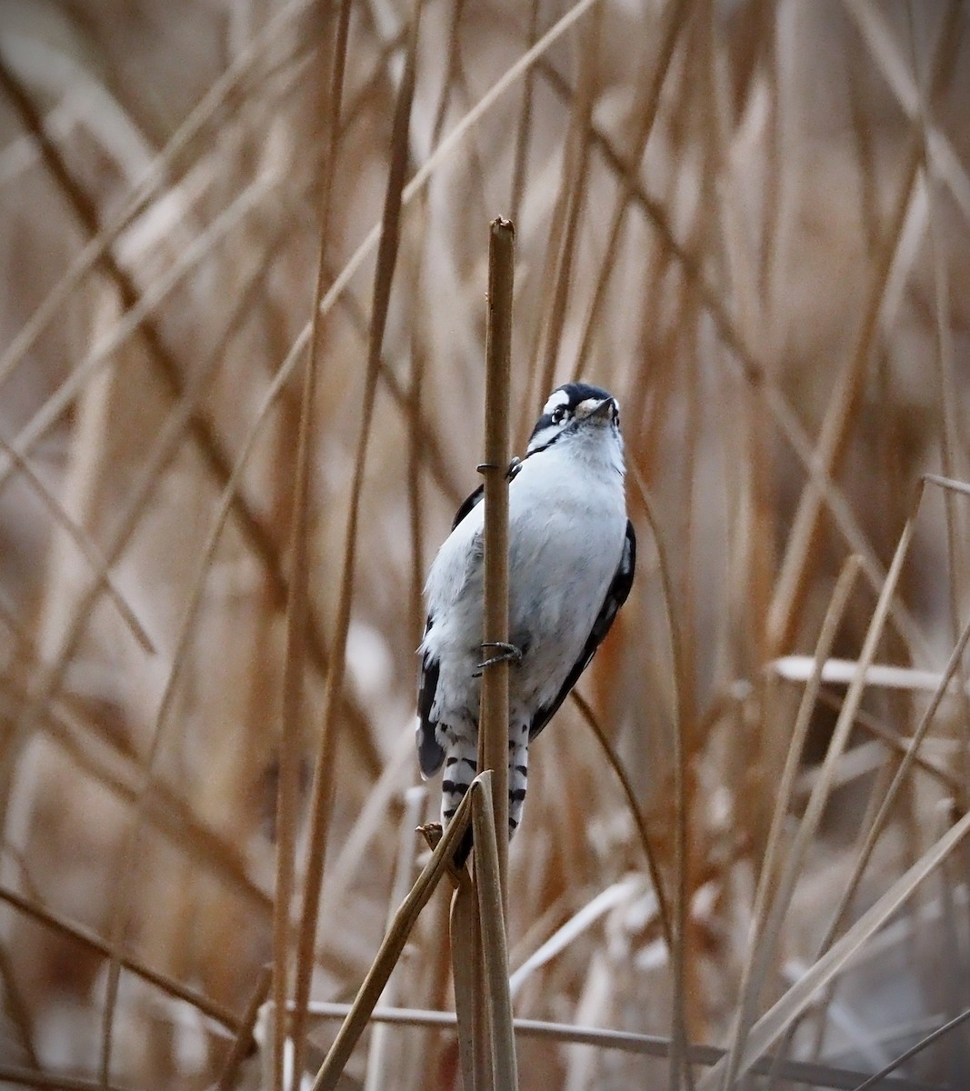 Downy/Hairy Woodpecker - ML646883722
