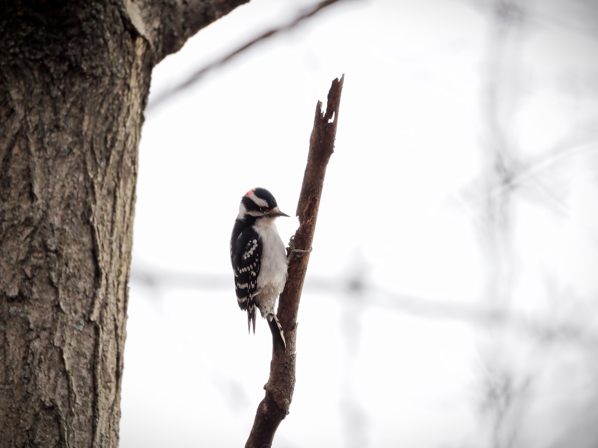 Downy/Hairy Woodpecker - ML646883723