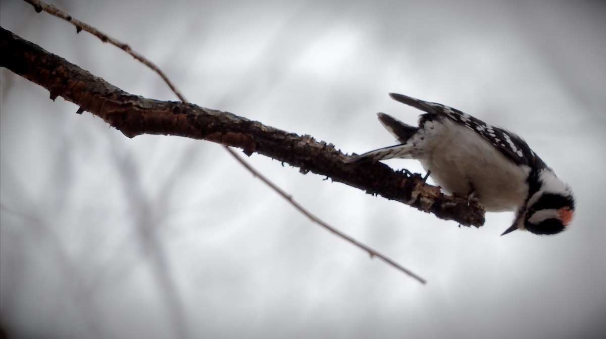 Downy/Hairy Woodpecker - ML646883724
