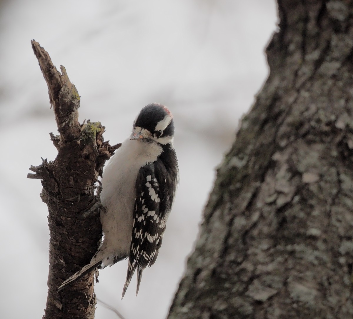 Downy/Hairy Woodpecker - ML646883725
