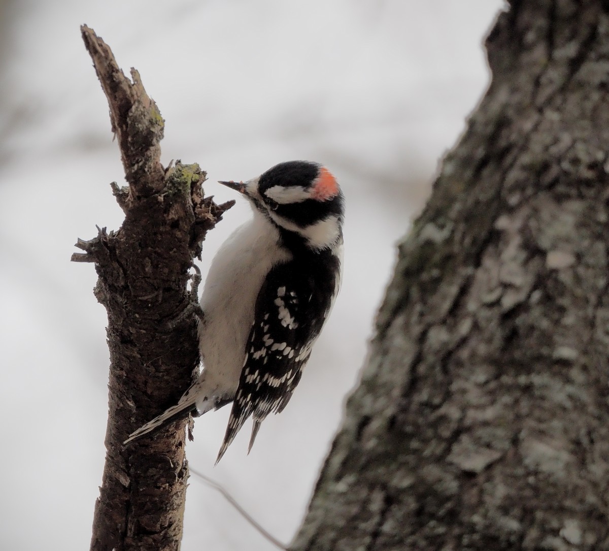 Downy/Hairy Woodpecker - ML646883726