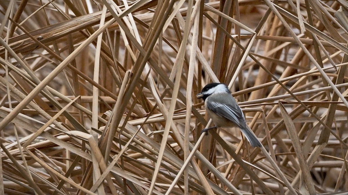 Black-capped Chickadee - ML646883727
