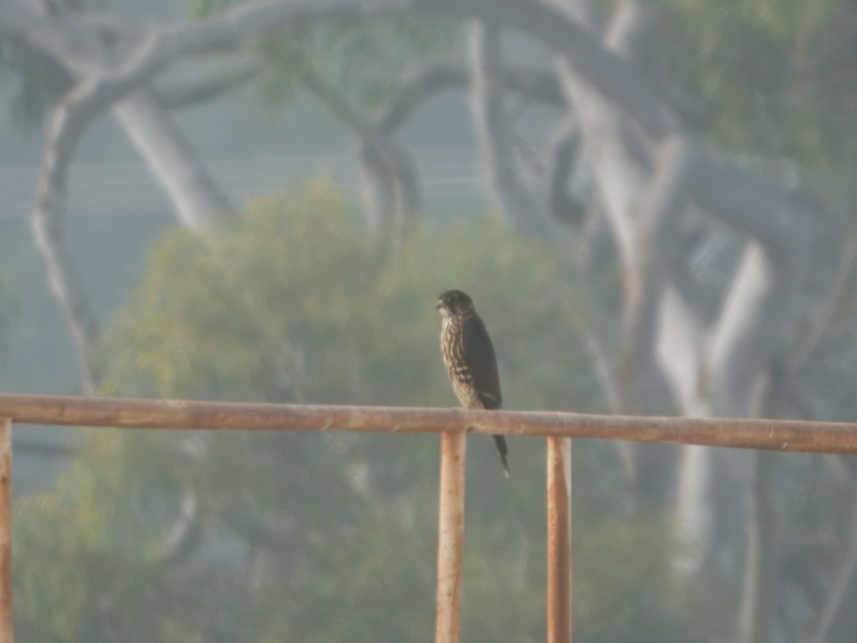 灰背隼 - ML646883735