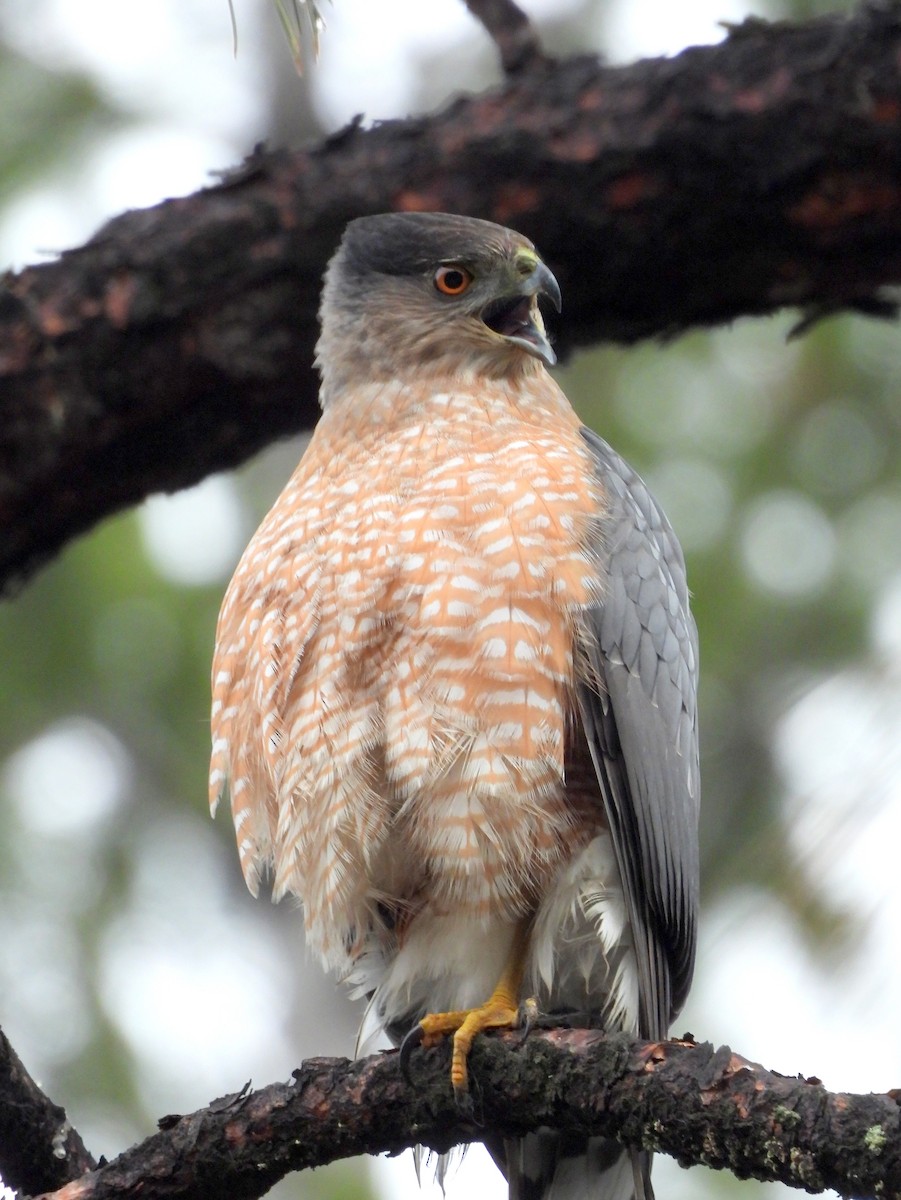 Cooper's Hawk - ML646883737