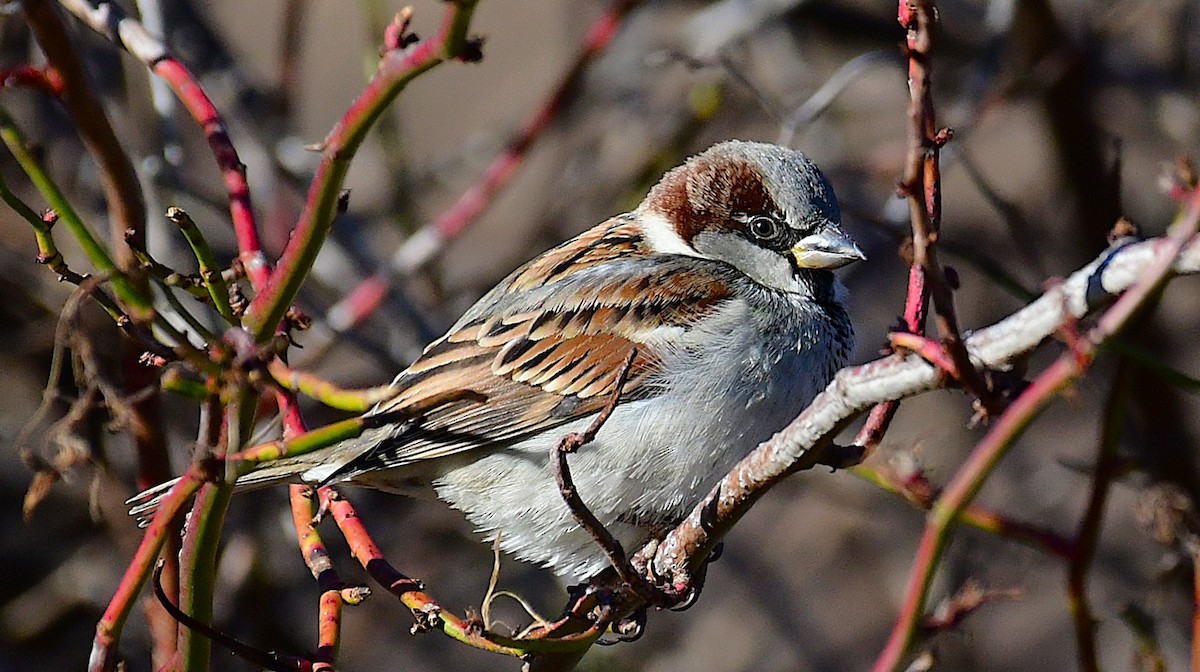 vrabec domácí - ML646883738