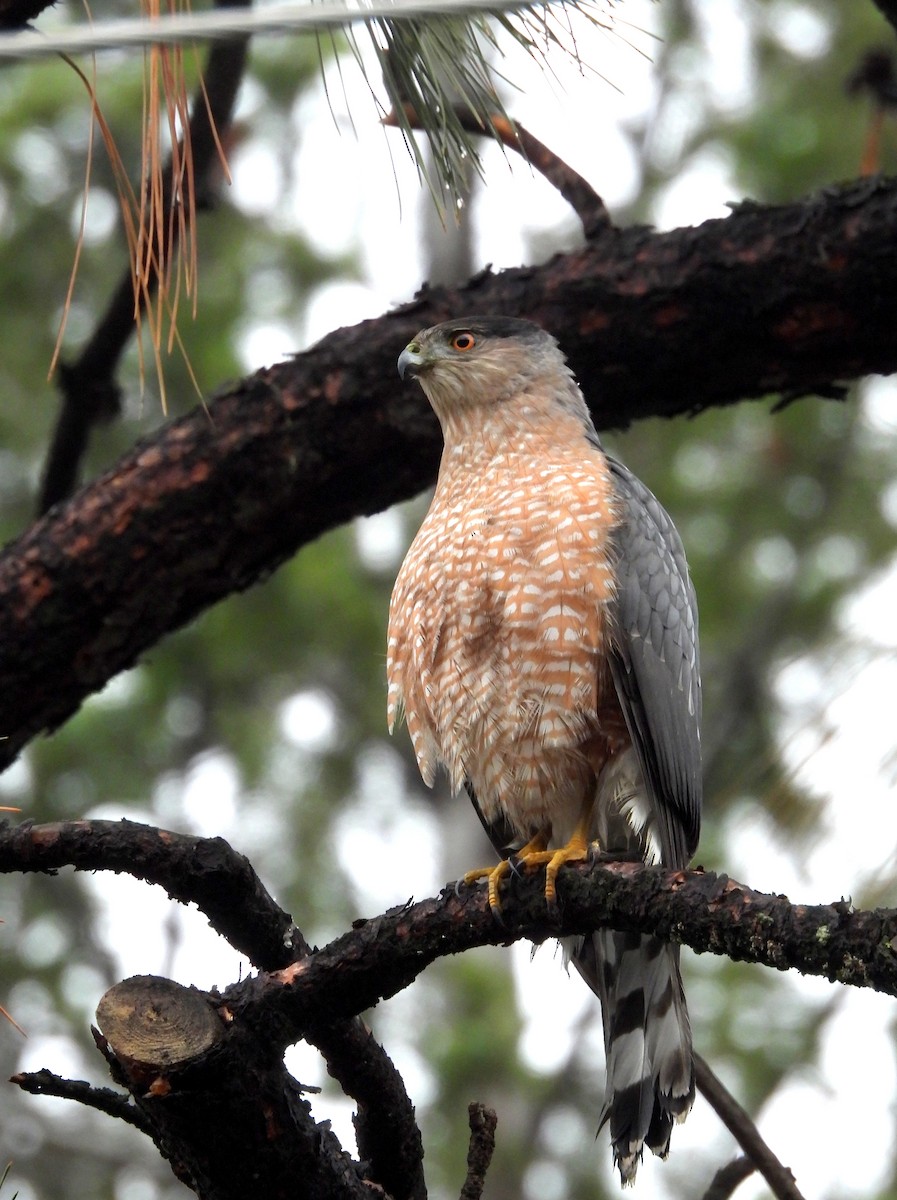 Cooper's Hawk - ML646883739